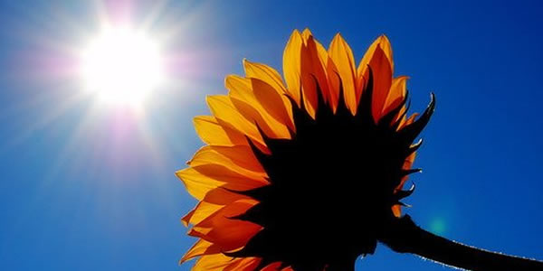 sun rays for vitamin D